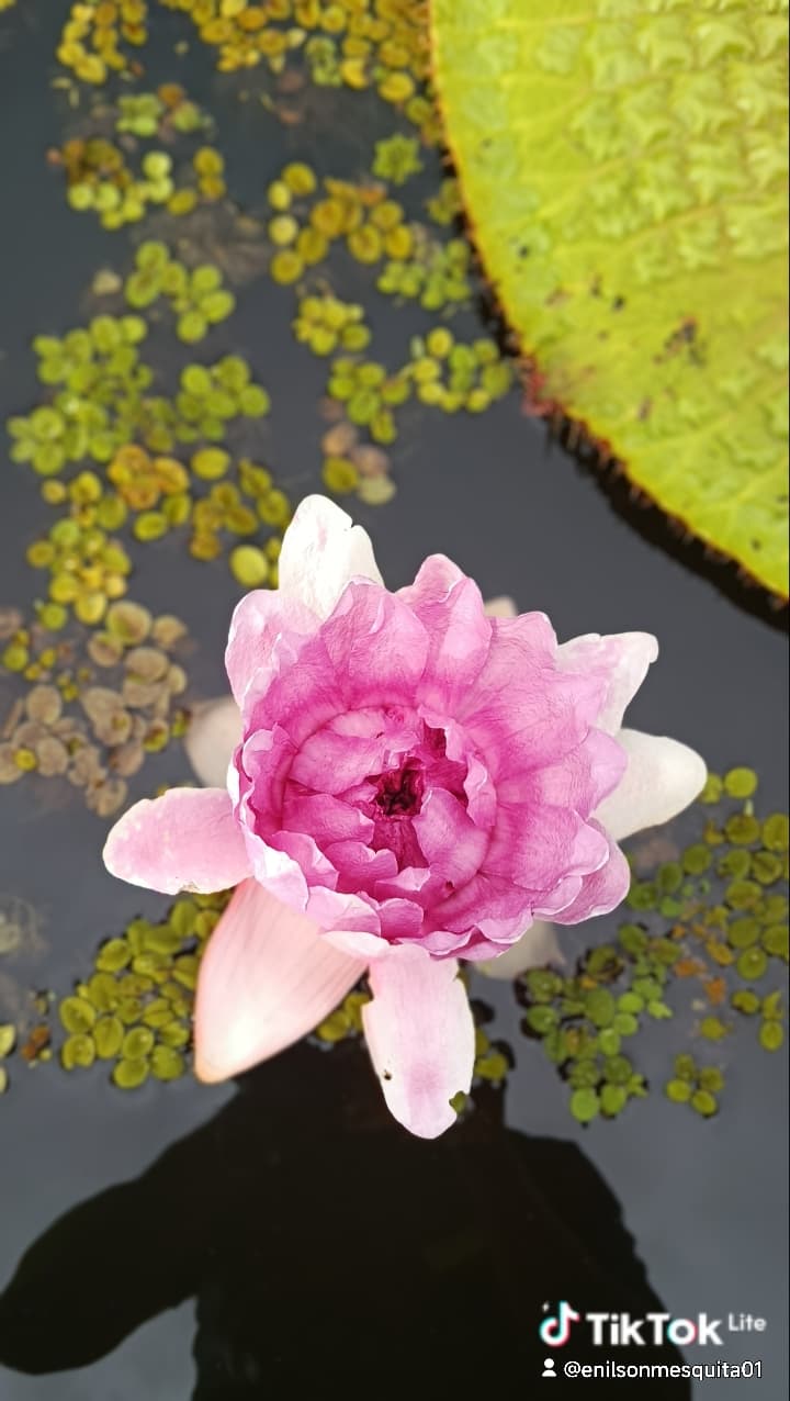 Floresta amazônica — Amazon by Eni